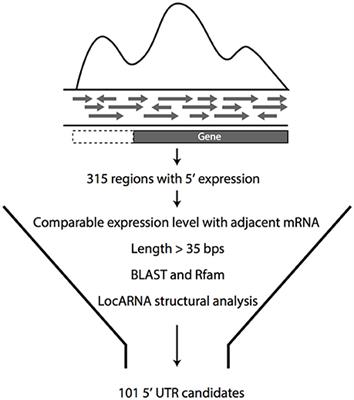 Identification and Characterization of 5′ Untranslated Regions (5′UTRs) in Zymomonas mobilis as Regulatory Biological Parts